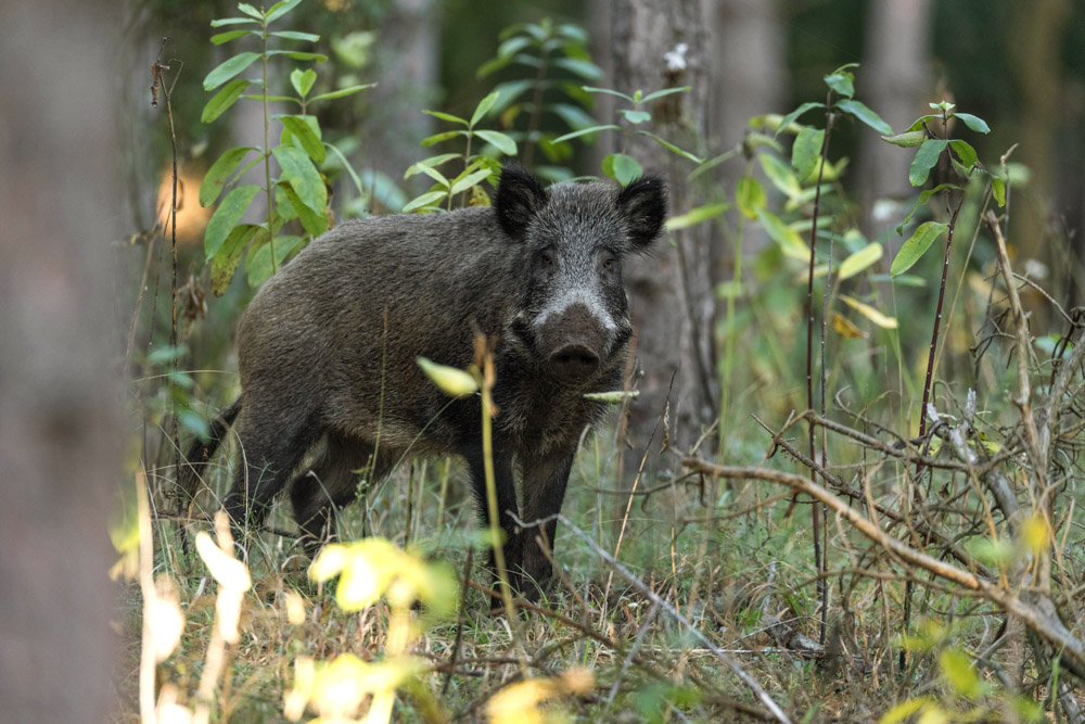 Galerie Wildschwein