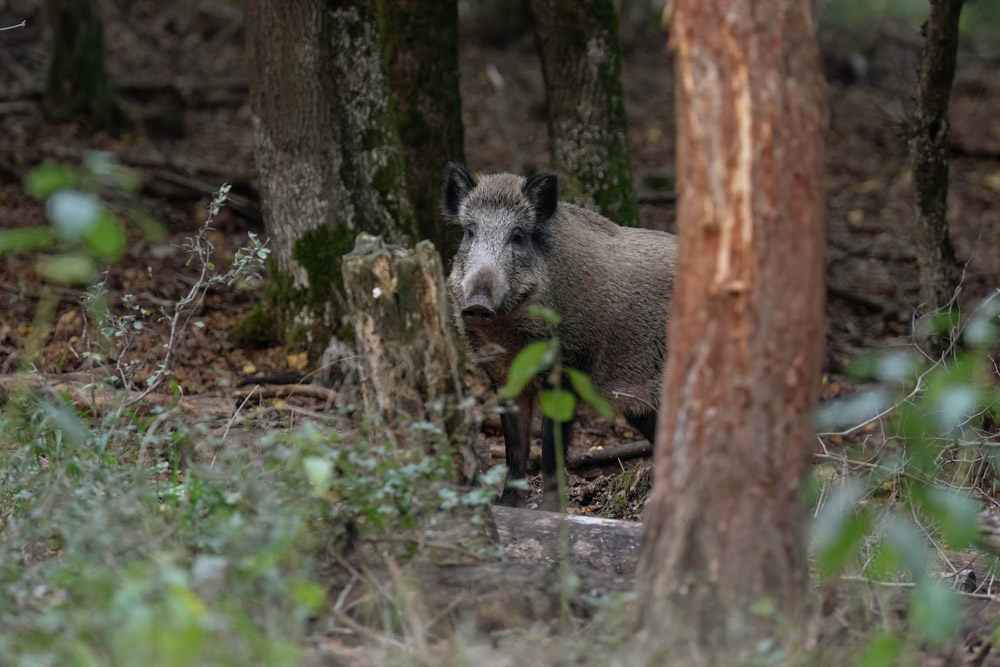 Galerie Wildschwein